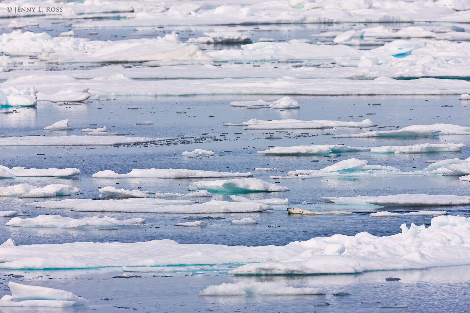 A subadult male polar bear (Ursus maritimus) swims among floes of melting summer sea ice as he travels and hunts for seals.