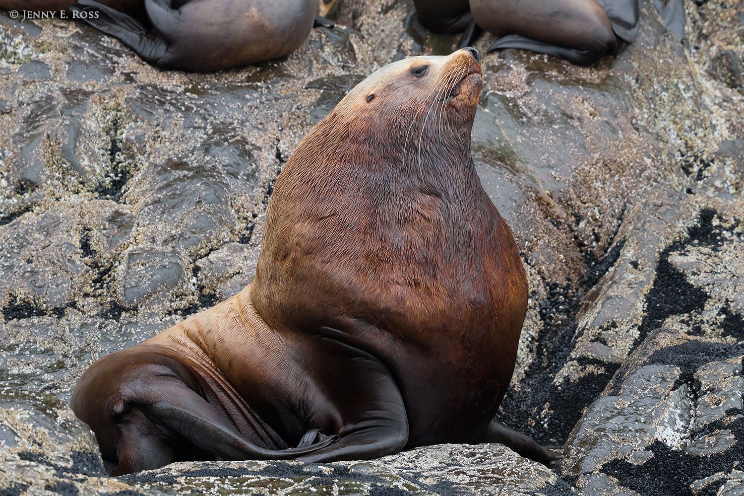 A bull Steller Sea Lion (Eumetopias jubatus) at his rookery, Prince William Sound, Alaska.