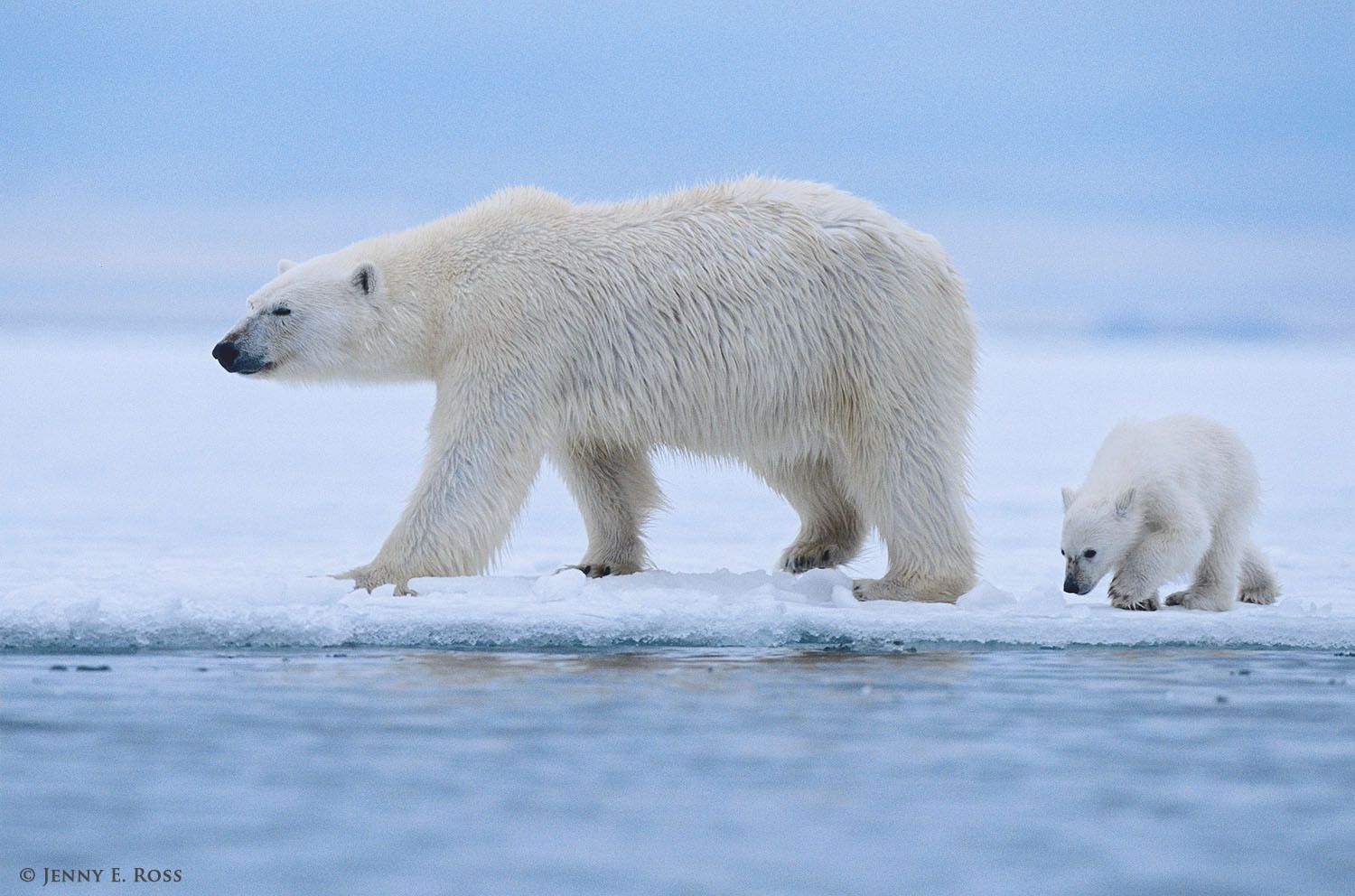 Polar bear (Ursus maritimus) mother and cub (about 6 months old) traveling and hunting on sea ice.