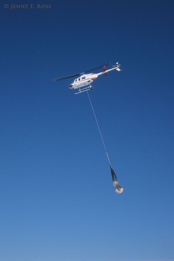 A tranquilized adult female polar bear and her yearling cub are transported by helicopter away from the town of Churchill where they approached an inhabited area too closely while stranded on land during the ice-free season.