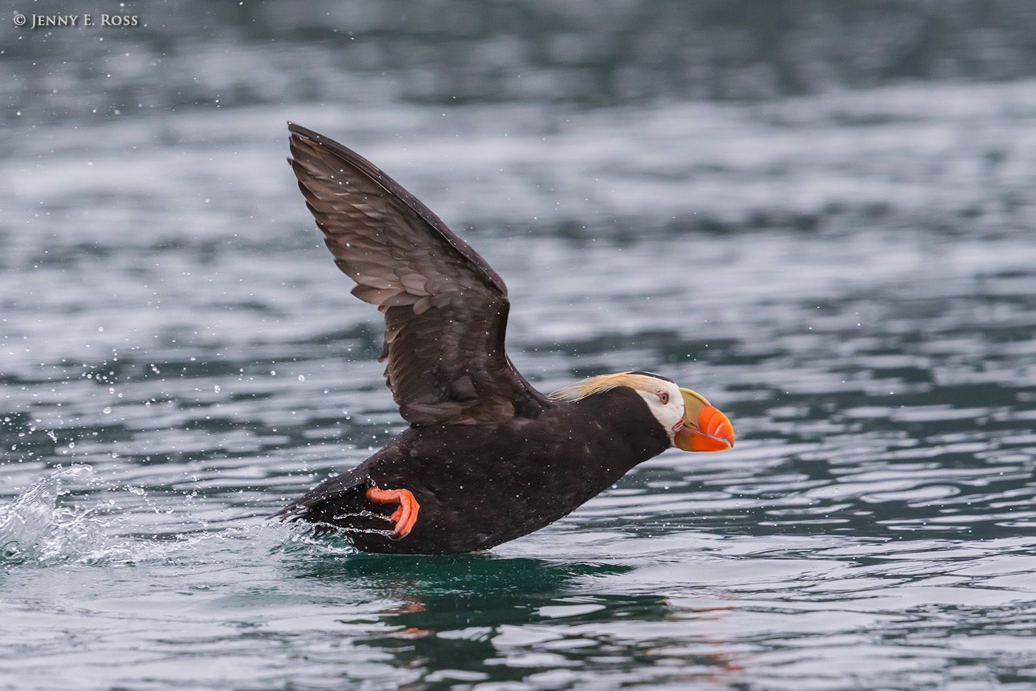 An adult Tufted Puffin (Fratercula corniculata) runs across the surface of the water to launch itself into flight.