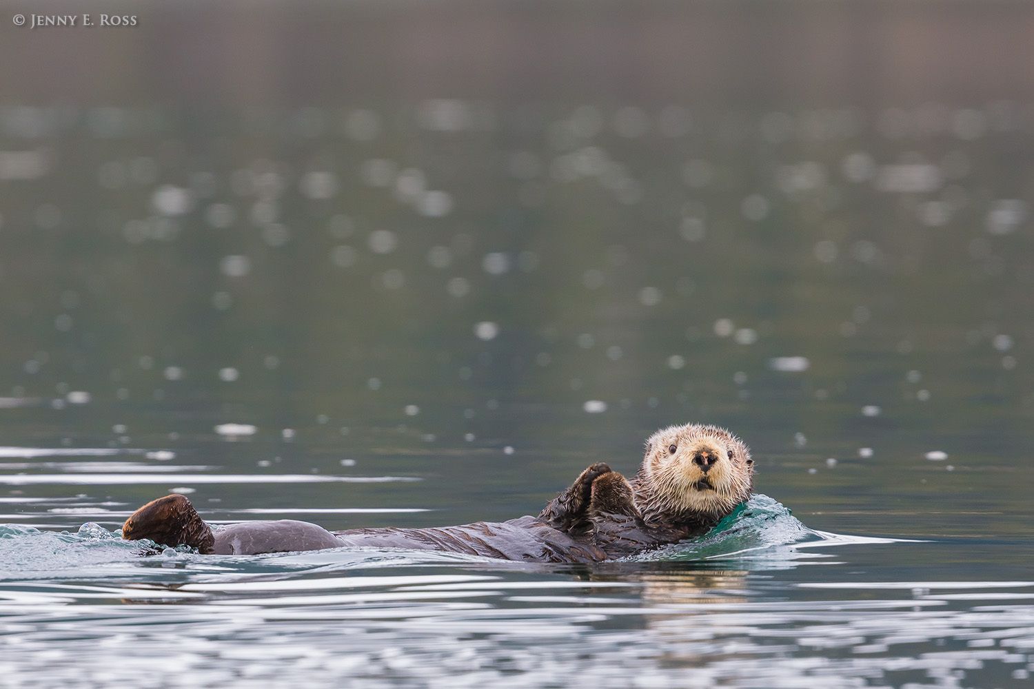 An adult Northern Sea Otter (Enhyrda lutris kenyoni) swimming in Prince William Sound, Alaska.