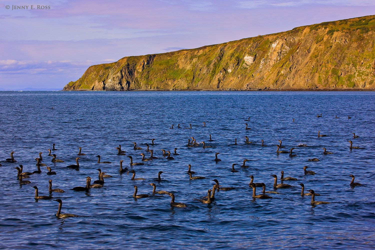 A flock of immature Pelagic Cormorants (Phalacrocorax pelagicus) swimming in the Bering Sea, Russia.