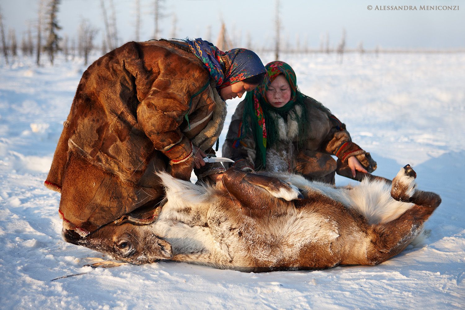 Yamal Peninsula, Siberia, Russian Federation. Nenet women prepare to butcher a freshly-killed domestic reindeer.