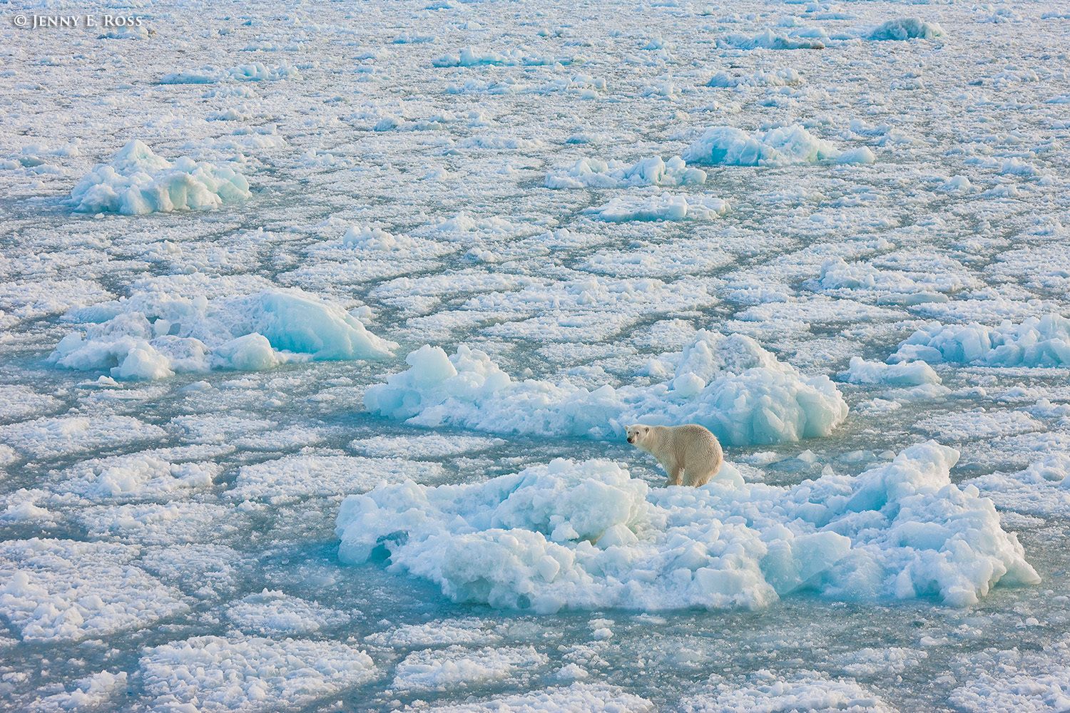 Polar bear still-hunting, Novaya Zemlya, Barents Sea