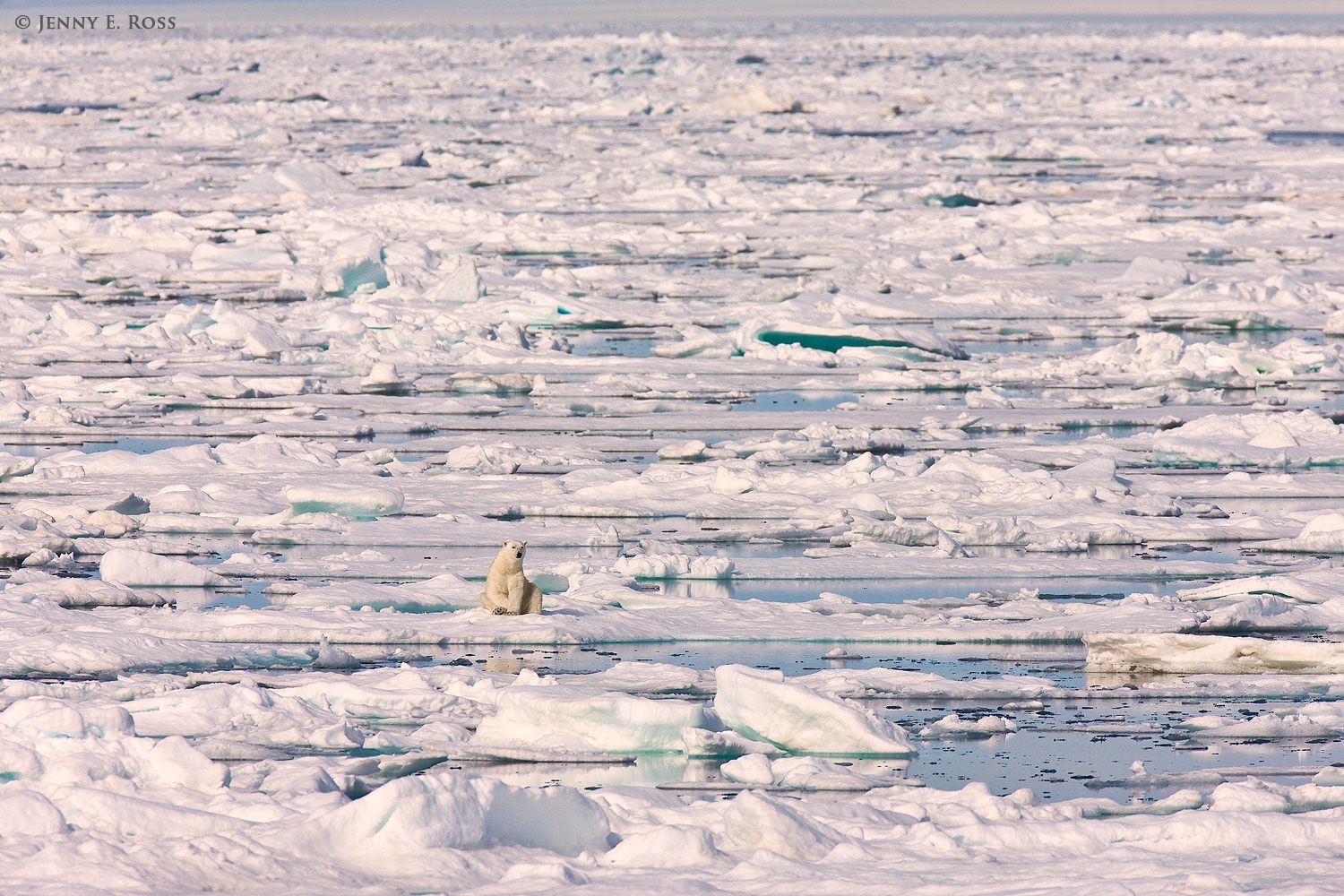 A polar bear resting on melting summer sea ice in Olgastretet (Barents Sea, Arctic Ocean) within the Svalbard Archipelago, Norway.