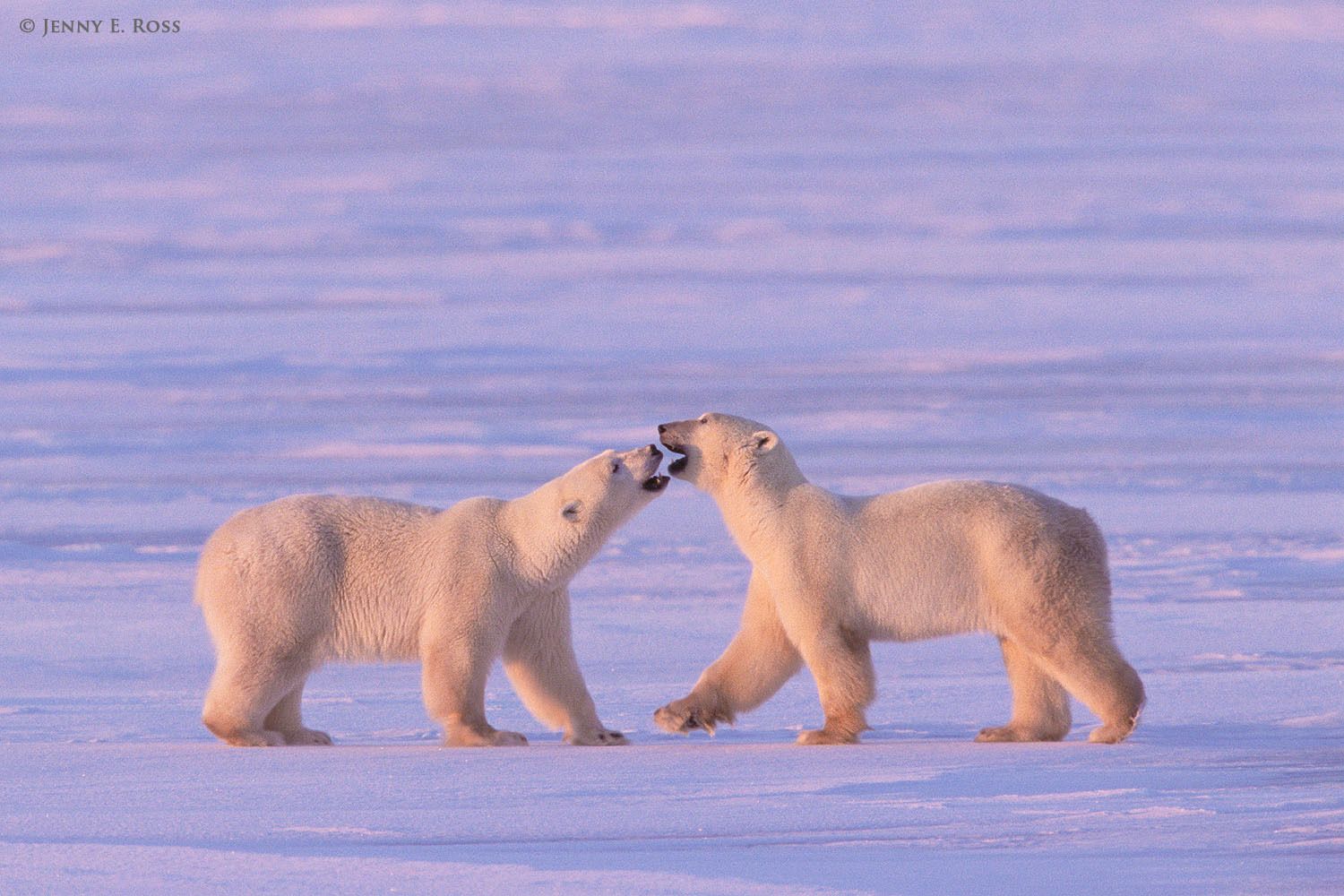 Polar bears (Ursus maritimus) interacting playfully on sea ice at sunset.