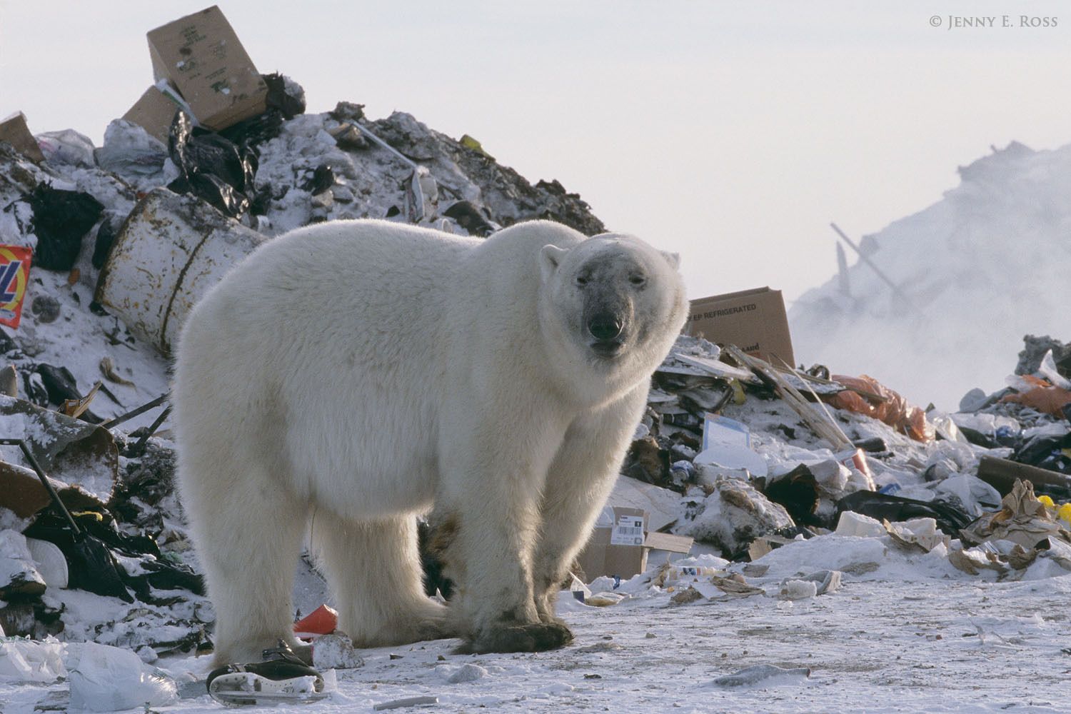 Polar Bears With No Ice - Life On Thin Ice