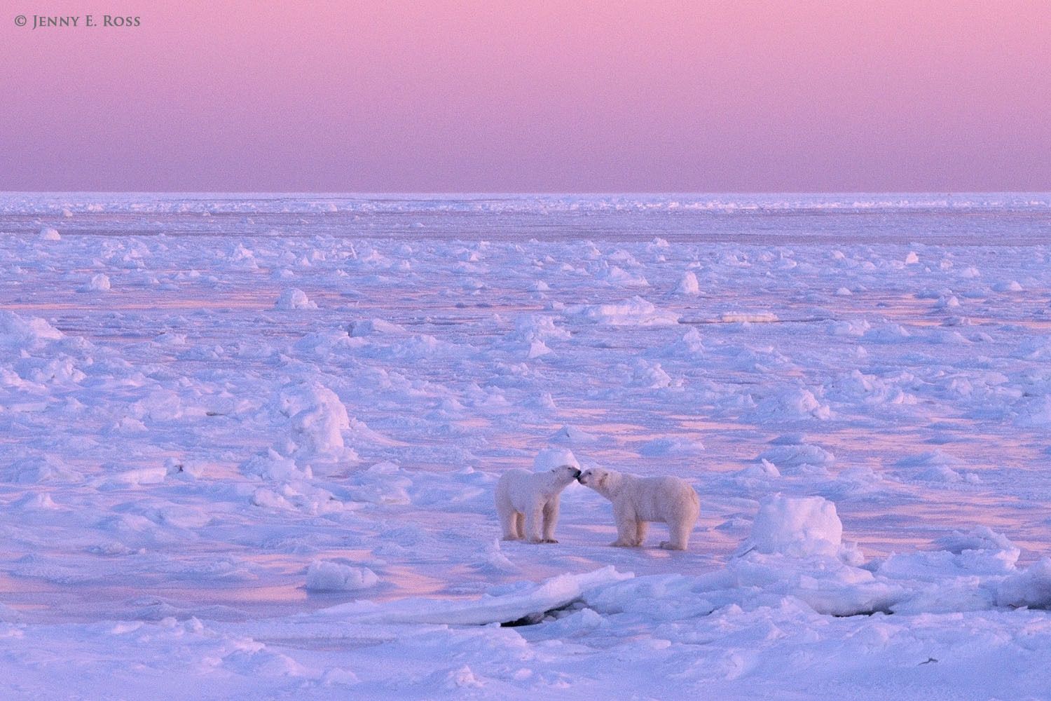 A friendly encounter on the sea ice at sunset between two adult male polar bears (Ursus maritimus).
