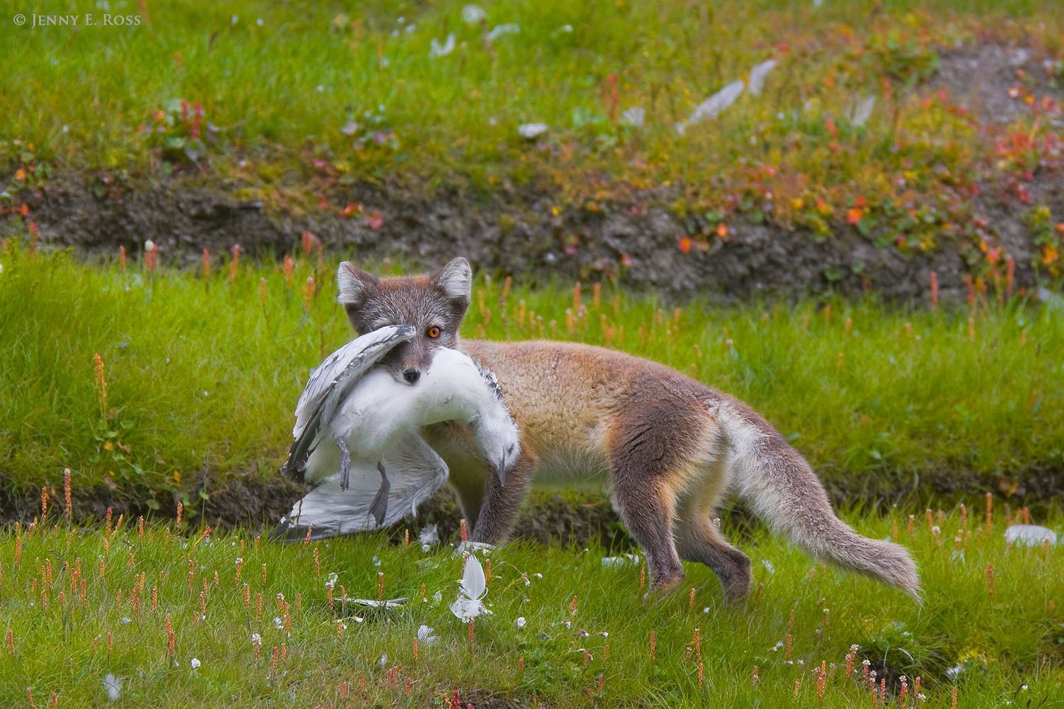 An adult Arctic Fox (Alopex lagopus), in dark summer pelage, carrying a fledgling Black-legged Kittiwake (Rissa tridactyla) it has just killed at a seabird colony in Diskobukta on Edgeoya in the Svalbard Archipelago, Norway.