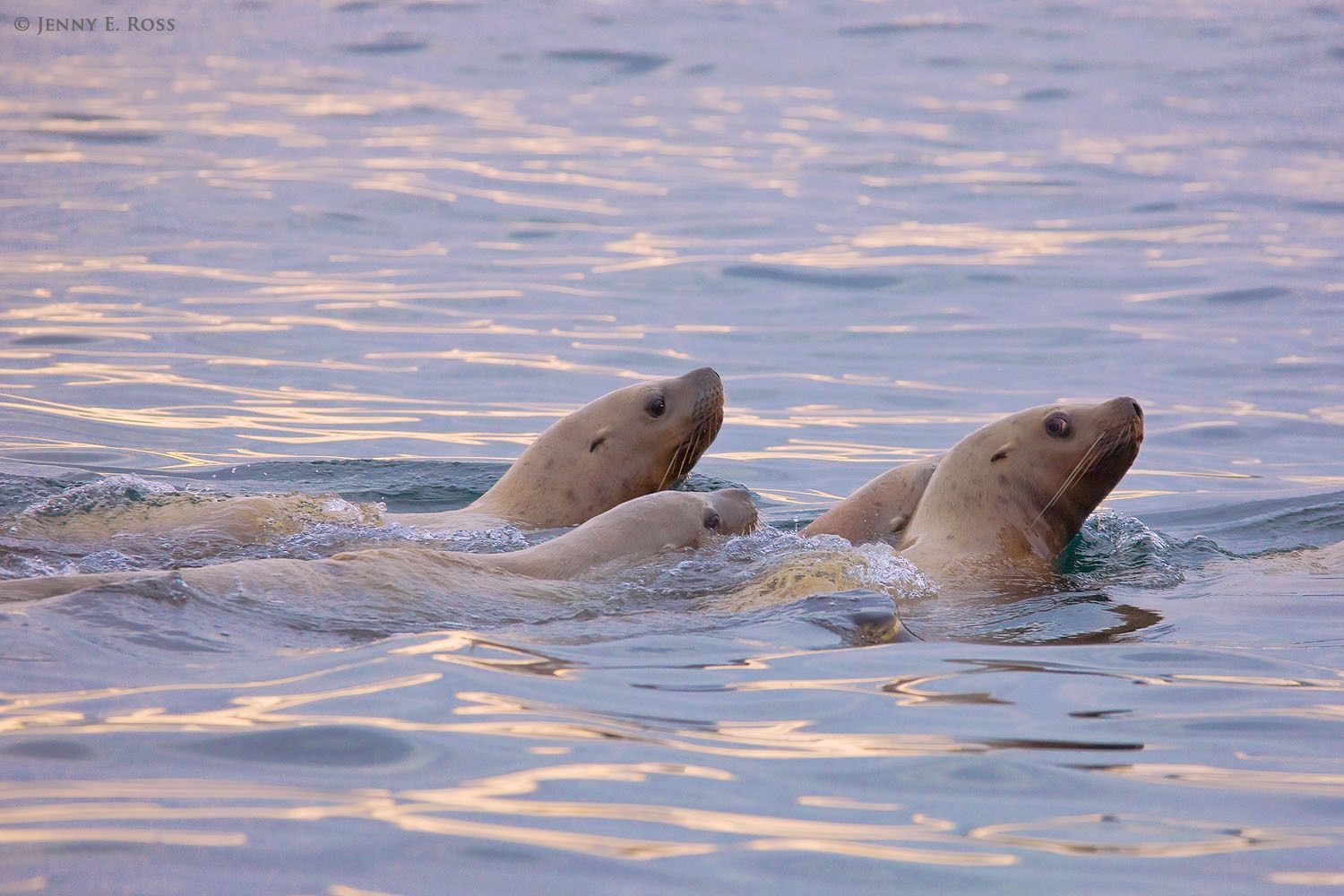 Steller Sea Lions (Eumetopias jubatus) swimming in the Bering Sea, Russia.
