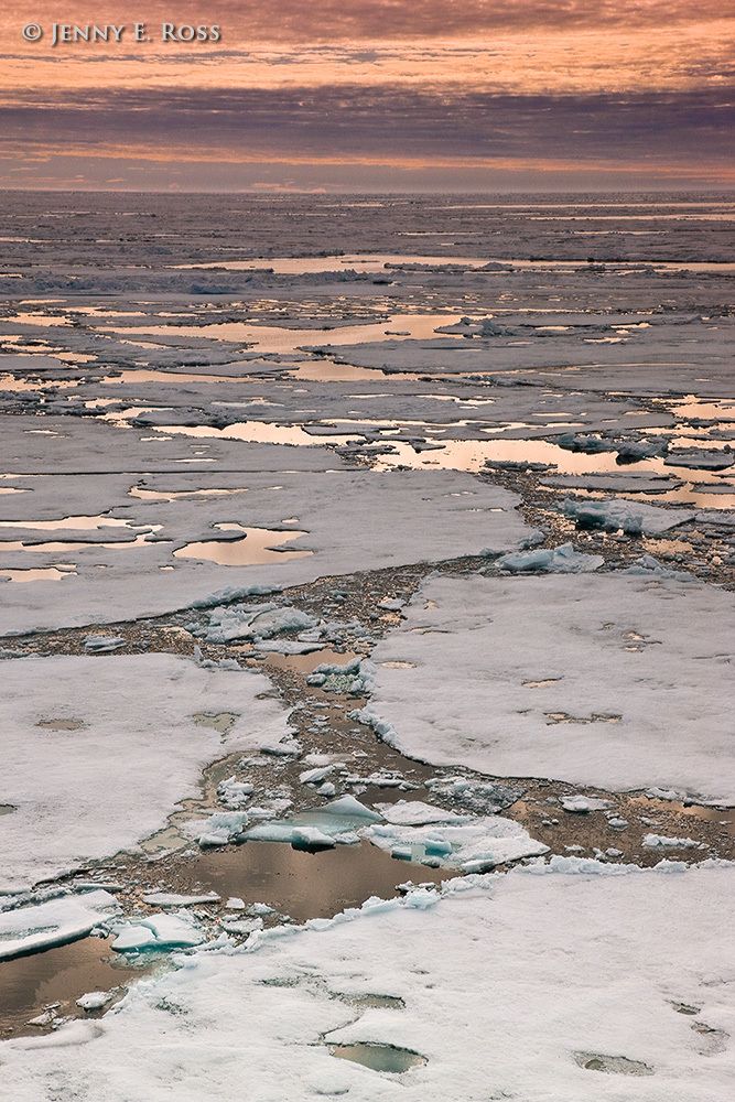 Melting Arctic sea ice in late summer