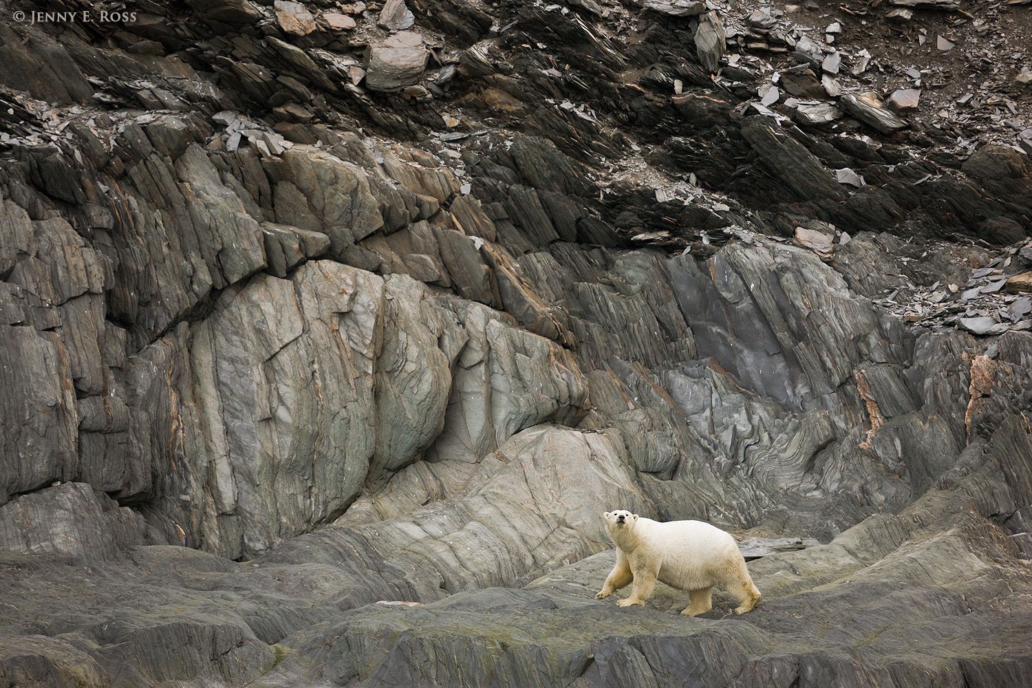 Polar bear on Herald Island, Chukchi Sea, Russia.