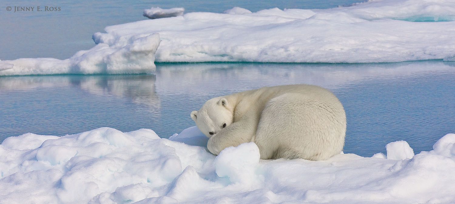 An adult female polar bear (Ursus maritimus) resting on sea ice.