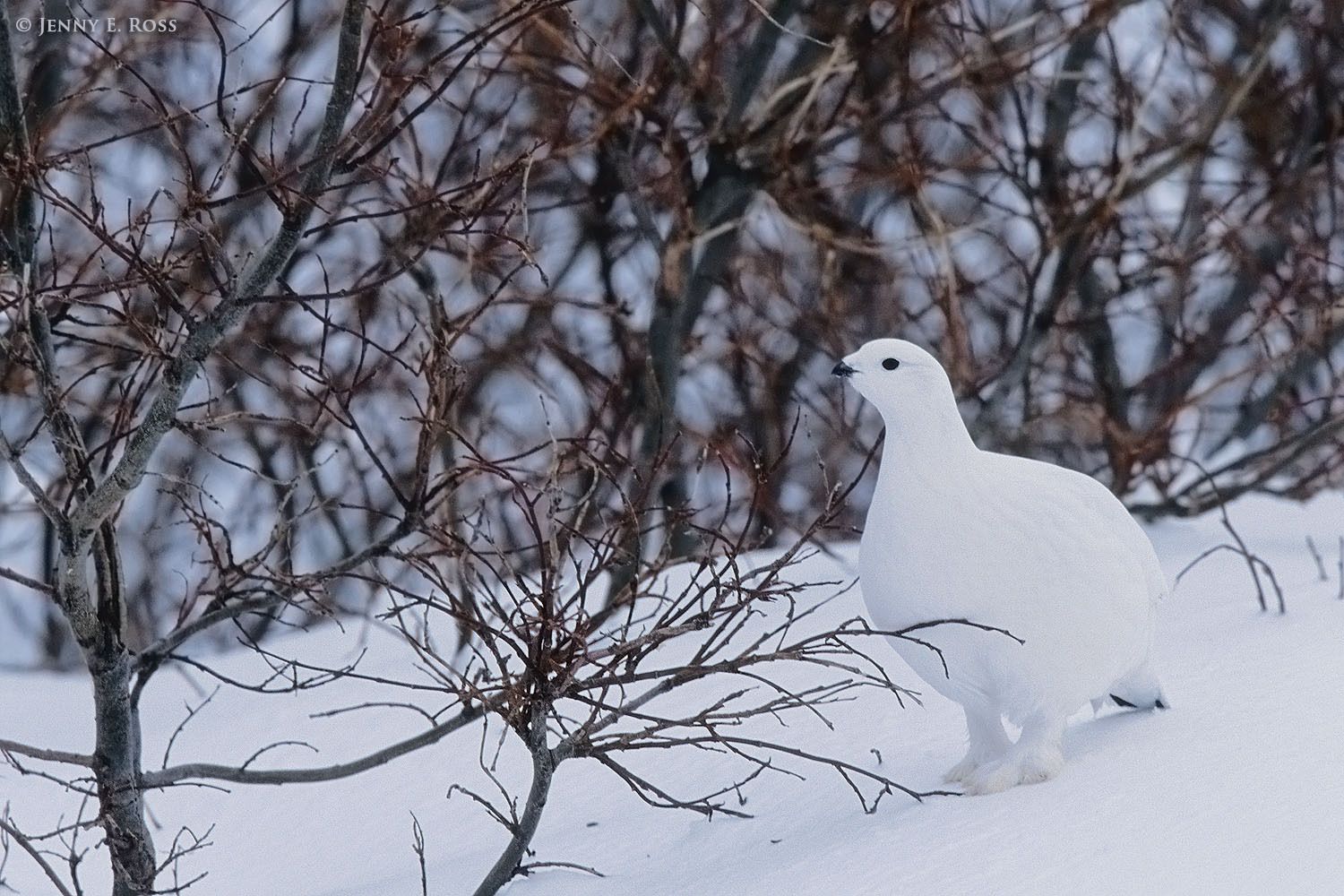 An adult Willow Ptarmigan (Lagopus lagopus, aka Willow Grouse), in winter plumage, is well-camouflaged against the snowy ground as it forages in willows near Churchill, Manitoba, Canada.