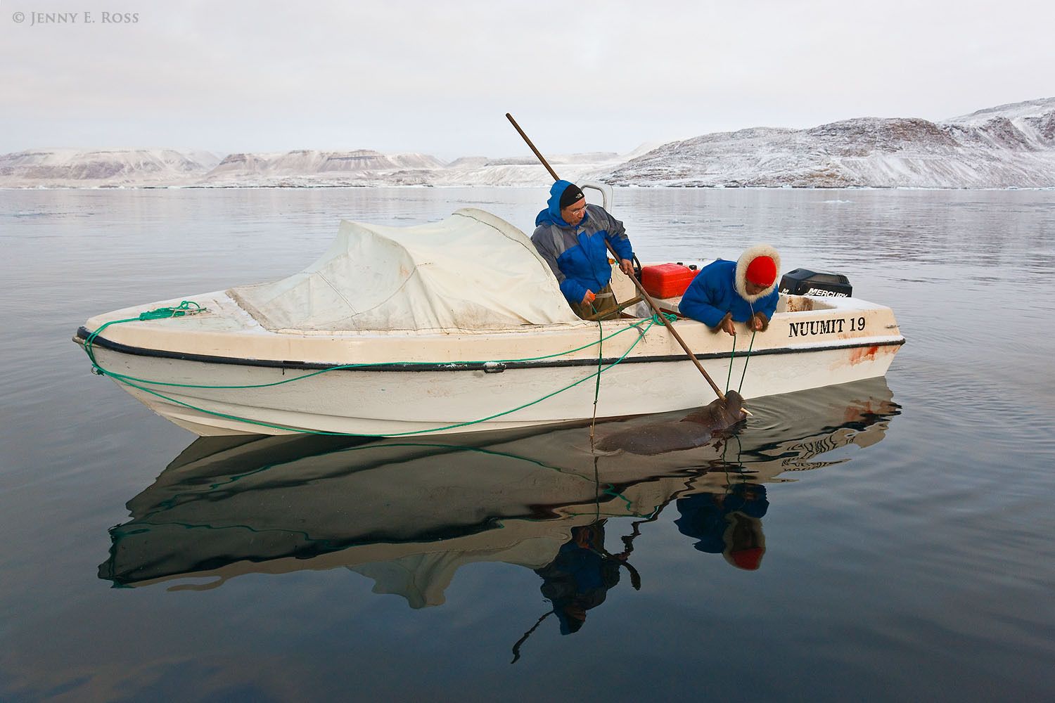 A subsistence hunt of Atlantic walrus (Odobenus rosmarus rosmarus) by inidgenous Inuit hunters in Northwest Greenland.