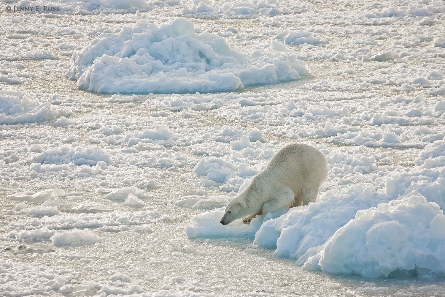 A young adult female polar bear (Ursus maritimus) "still-hunting " in brash ice near the face of a glacier -- waiting for an opportunity to grab an unsuspecting seal as it surfaces to breathe.