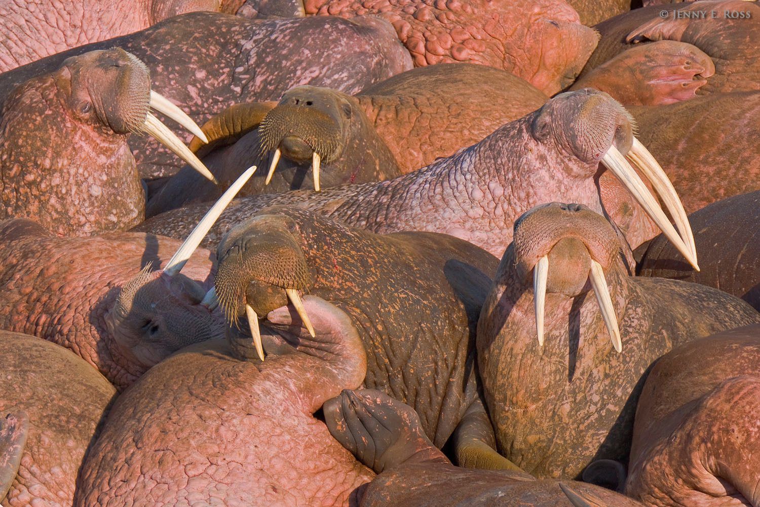 Pacific Walruses (Odobenus rosmarus divergens) maneuver for position at a small, crowded haul-out on Arakamchechen Island in the Bering Sea, Chukotka, Russia.