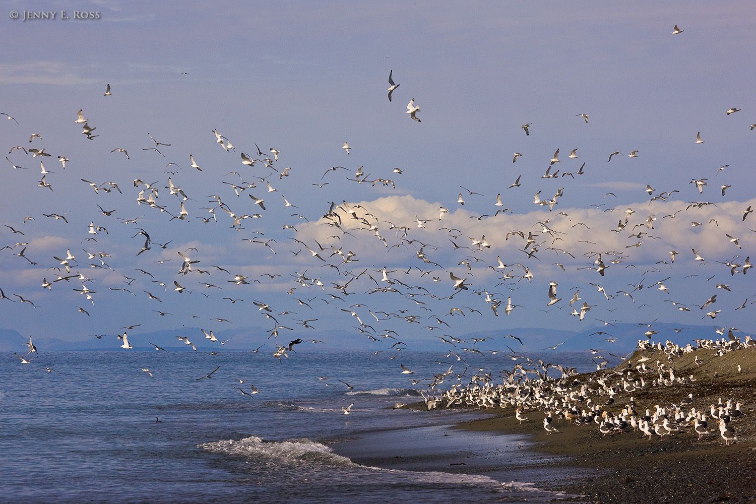 Seabirds at Verkhoturova Island, Bering Sea, Russia.
