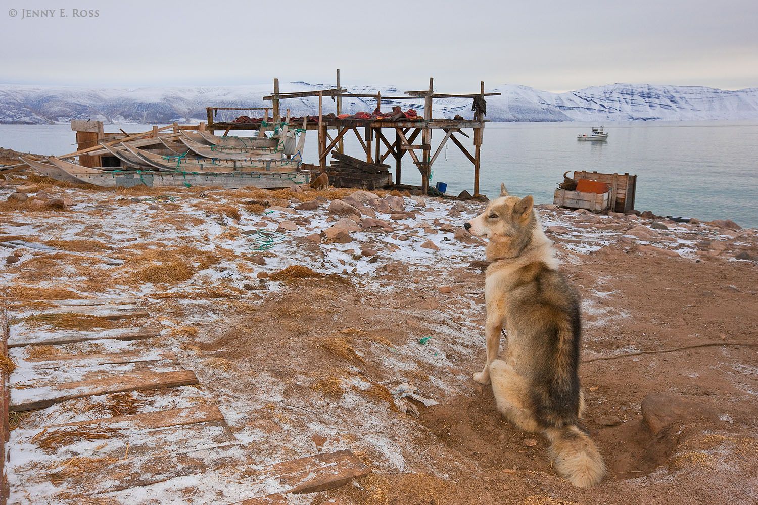 Idle sledges, no snow or sea ice, and a Greenland sled dog with no work to do. Siorapaluk, Northwest Greenland.