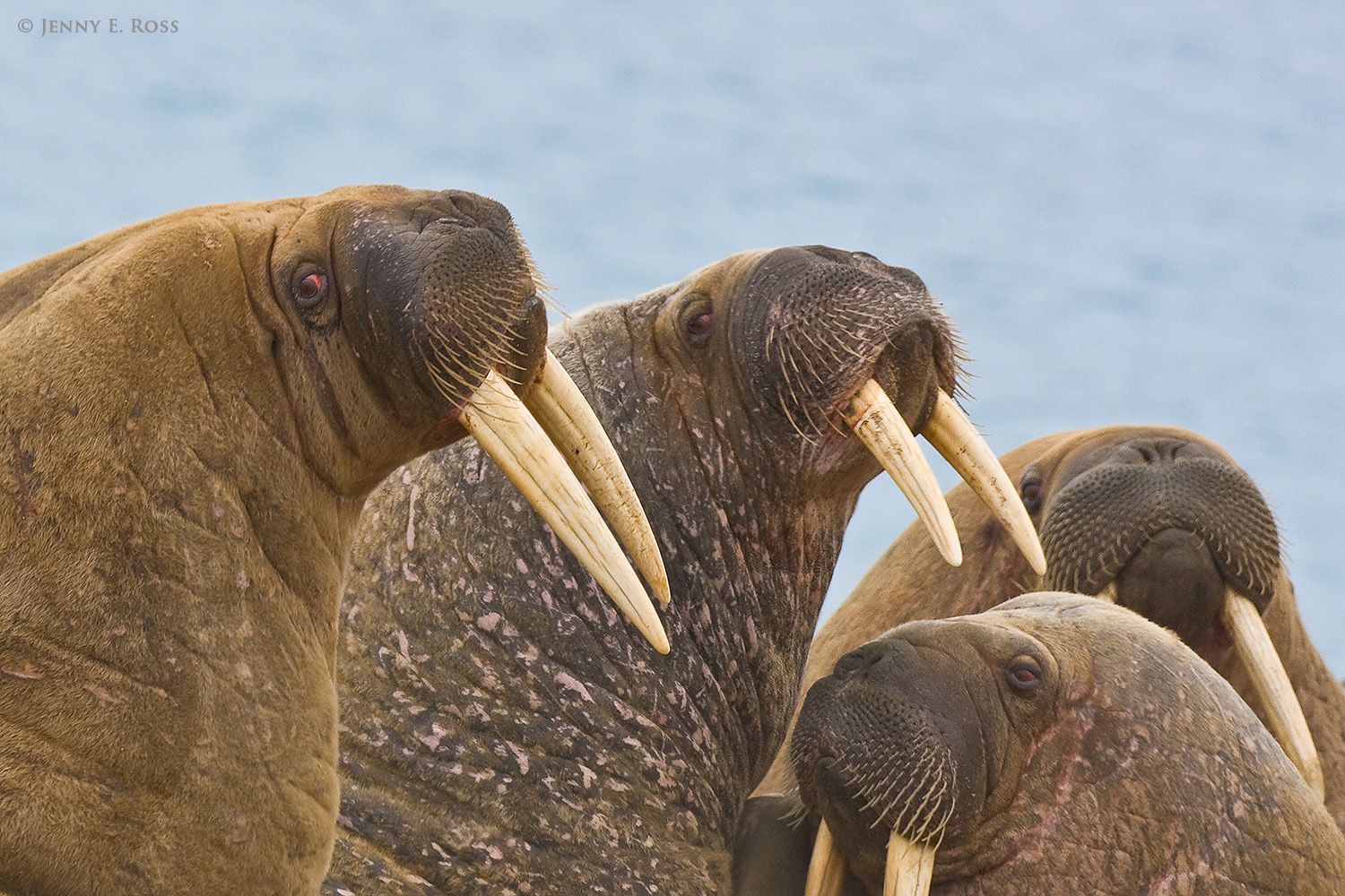 Atlantic Walruses, Novaya Zemlya, Russia