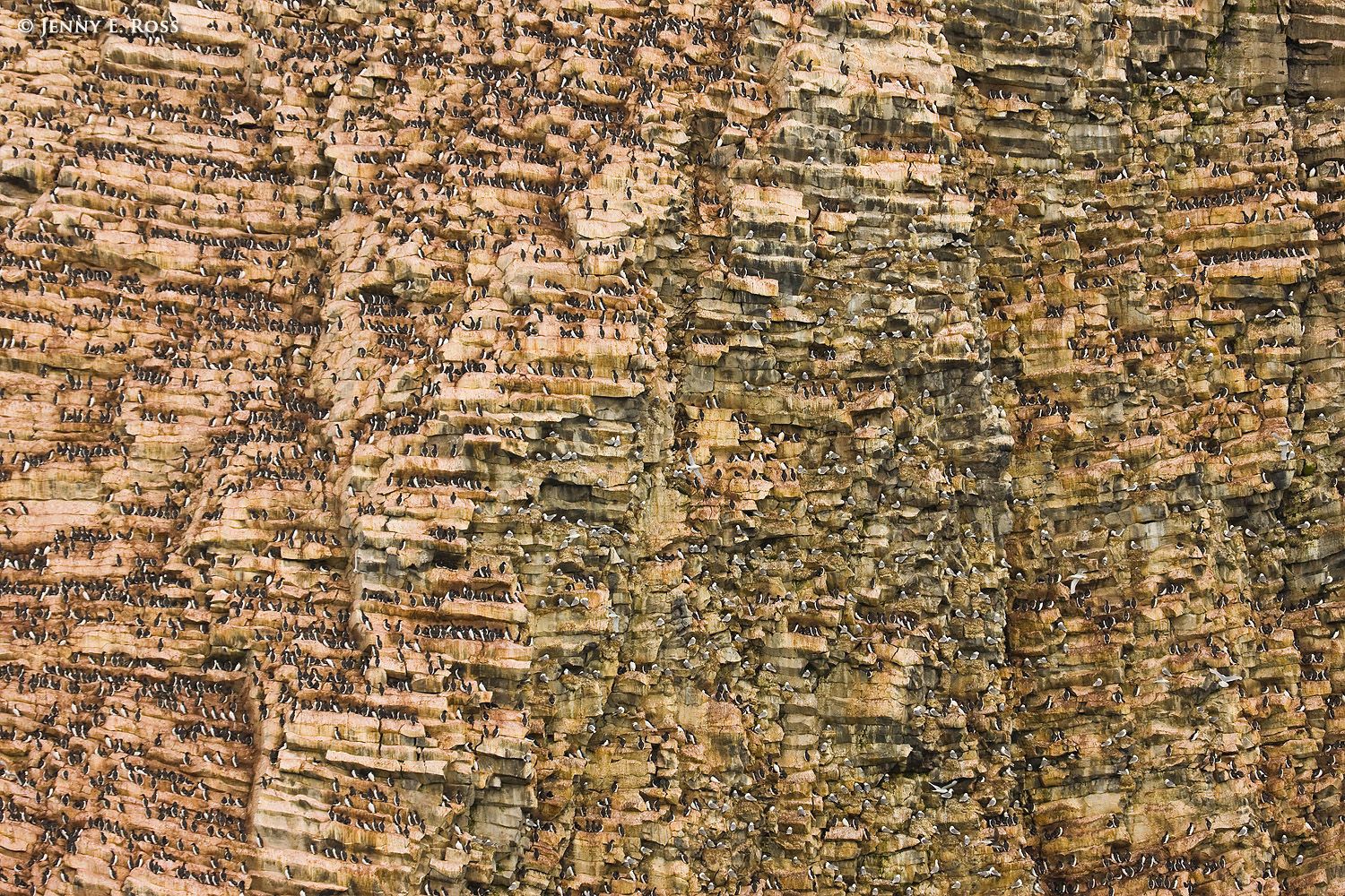 Rubini Rock seabird colony, Franz Josef Land, Barents Sea, Russia