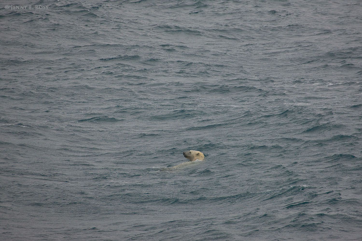 An adult female polar bear swimming in the Chukchi Sea, far from land and even farther from the nearest sea ice. The ice had melted and receded toward the central polar basin, hundreds of kilometers away.