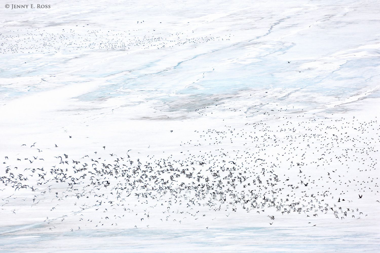 Black-legged Kittiwakes (Rissa tridactyla) and Skuas at the ice cap on Kvitoya (White Island), the easternmost island in the Svalbard Archipelago.