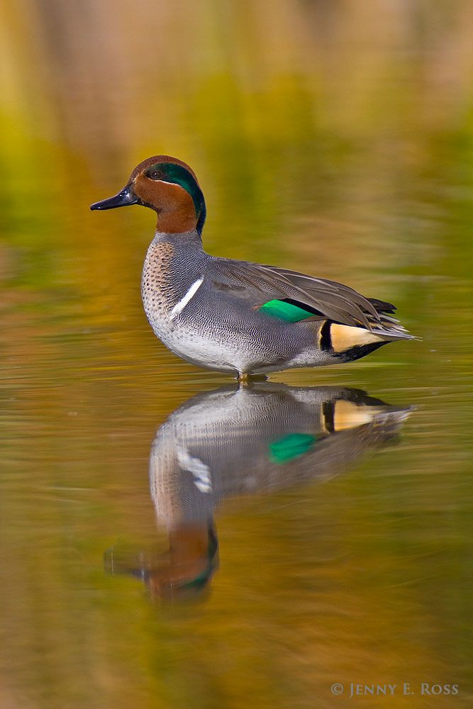 An adult male Green-winged Teal (Anas crecca) in breeding plumage, resting in a marsh. This dabbling duck is a migratory species that breeds in Arctic and sub-Arctic regions, and elsewhere.