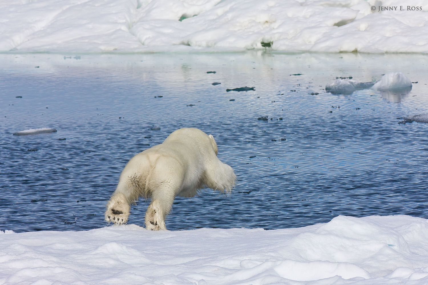 A subadult male polar bear (Ursus maritimus) dives from the edge of the sea ice into an open lead between floes.