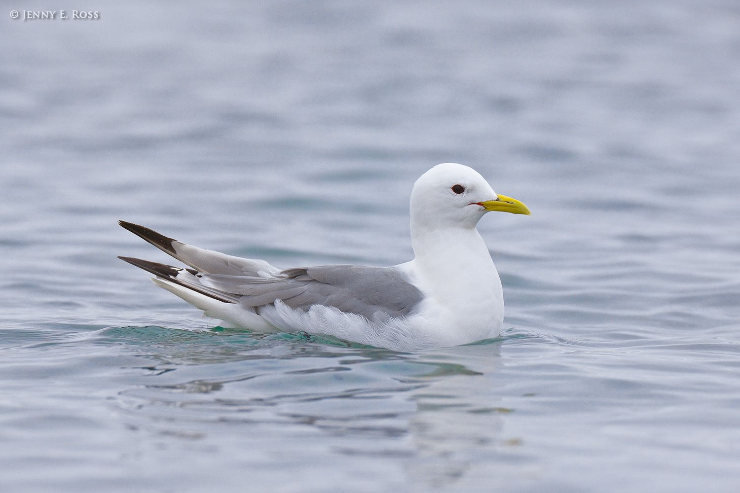 Arctic Birds - Life On Thin Ice