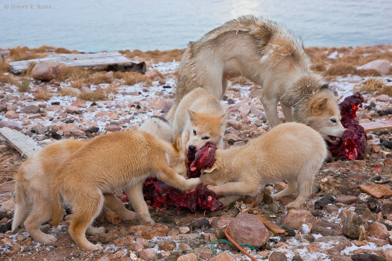 A Greenland sled dog and her young puppies eat walrus meat from a subsistence hunt in Siorapaluk, Northwest Greenland.