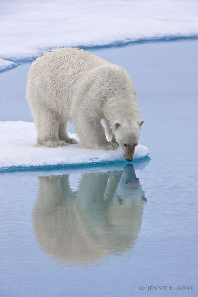 Adult male polar bear (Ursus maritimus) "still-hunting" on the sea ice -- waiting for an opportunity to grab an unsuspecting seal as it surfaces to breathe.