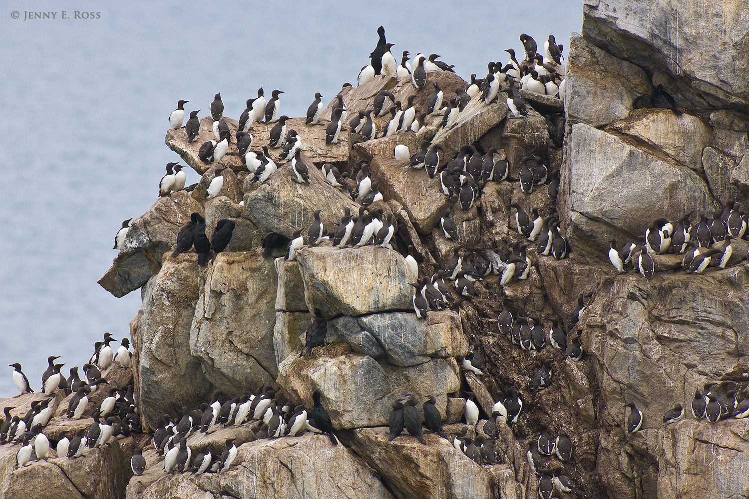Seabird colony, Kolyuchin Island, Chukotka, Chukchi Sea, Russia