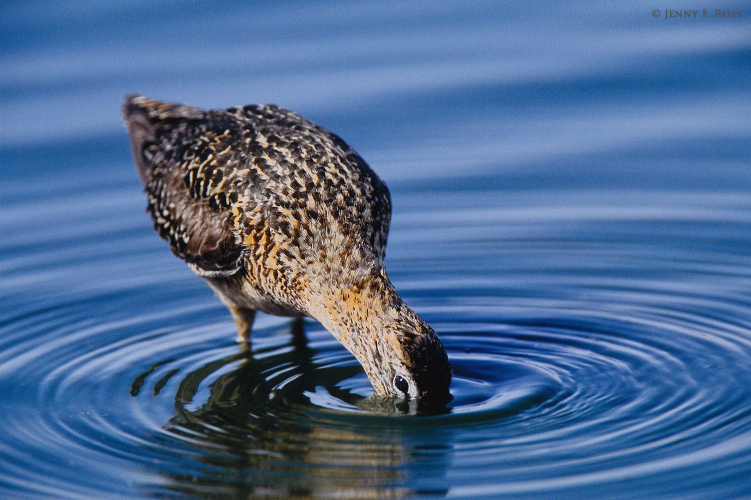 An adult Long-billed Dowitcher (Limnodromus scolopaceus) feeding on invertebrates in a marsh. This migratory shorebird breeds in the Arctic, in coastal tundra regions of northeast Siberia, Alaska, and northwest Canada.