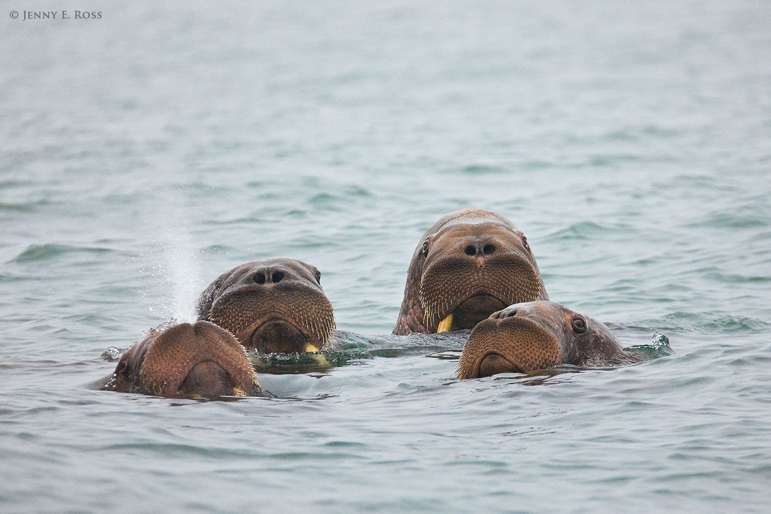 Pacific Walruses swimming in the Bering Sea, Russia.