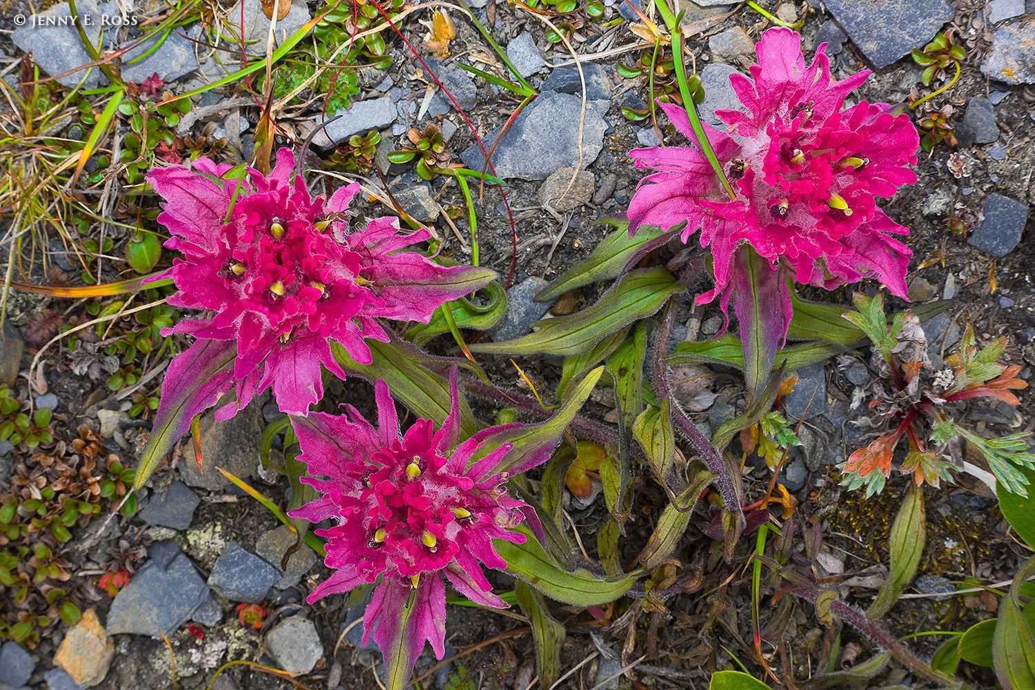 Arctic Paintbrush, Wrangel Island, Russian High Arctic.