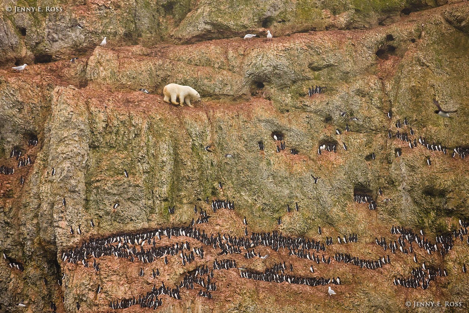 Polar bear climbing on cliff to eat seabird eggs, Novaya Zemlya, Russian High Arctic