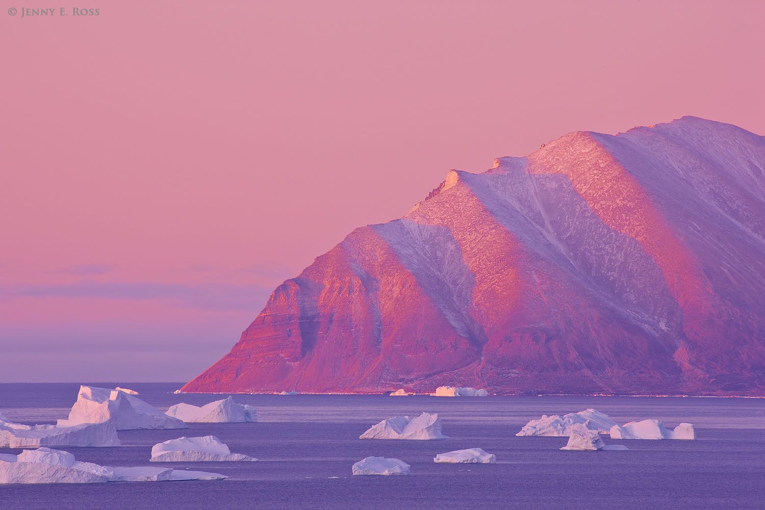 The pink glow of a mid-October sunrise illuminates the southern end of Qeqertarsuaq (Herbert Island) and icebergs in Murchison Sund, Baffin Bay, Northwest Greenland.