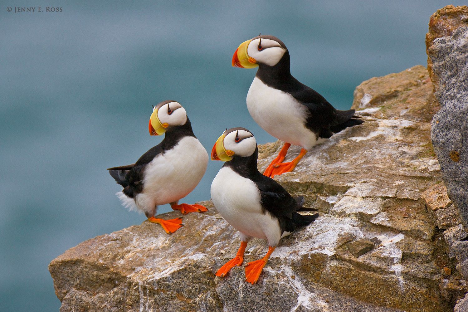 Horned Puffins (Fratercula corniculata), Kolyuchin Island, Chukotka, Chukchi Sea, Russia