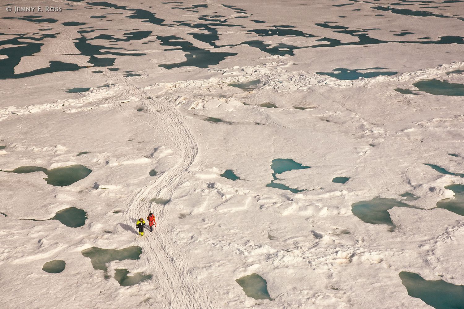Norwegian Polar Institute scientists conducting research on sea ice in the Arctic Ocean during NPI's 2012 "ICE" (Ice, Climate, Ecosystems) expedition in July-August 2012. The areas of water are shallow melt ponds of varying depth on the surface of the ice floe. Scientific research on arctic sea ice, central polar basin, Arctic Ocean