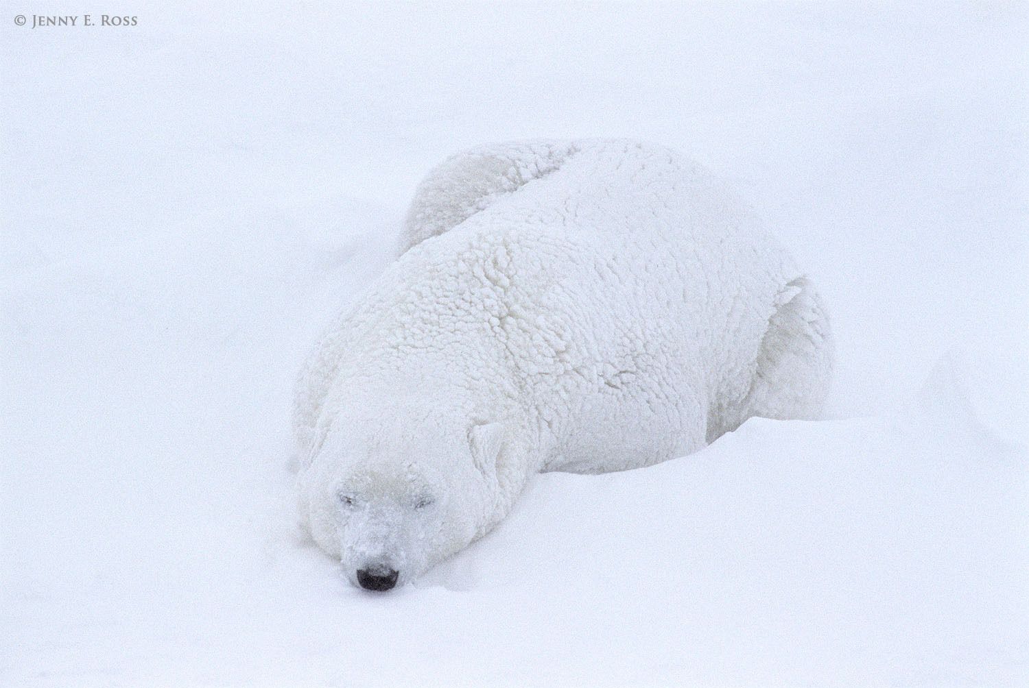 Polar bear (Ursus maritimus) sleeping in a snowstorm.