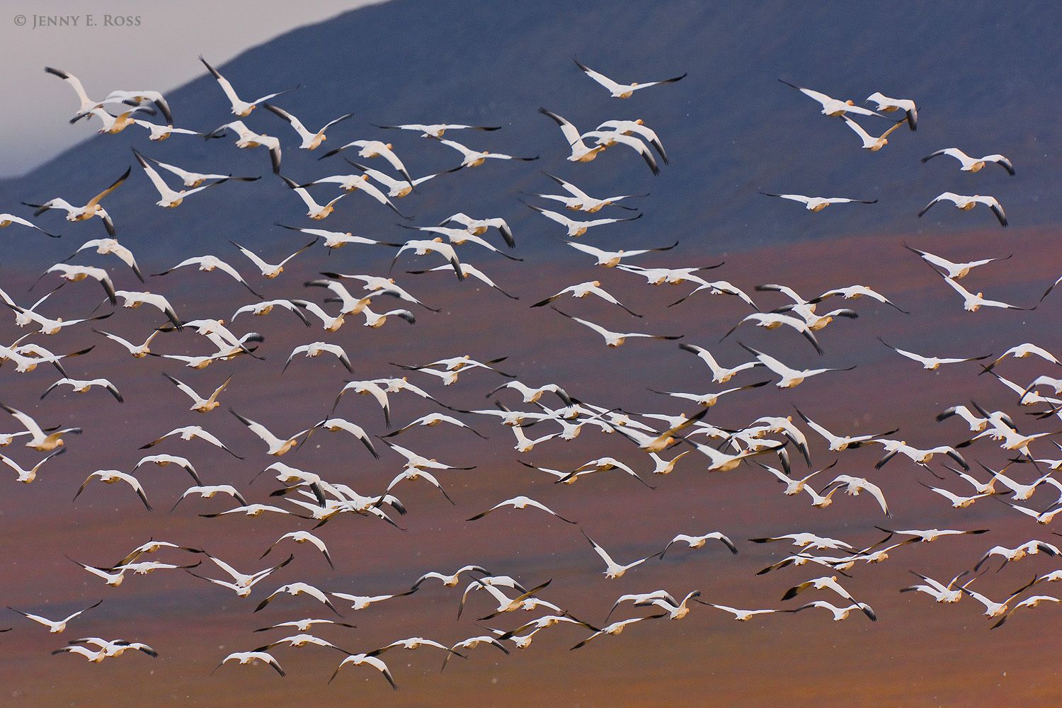Snow Geese, Wrangel Island, Russia