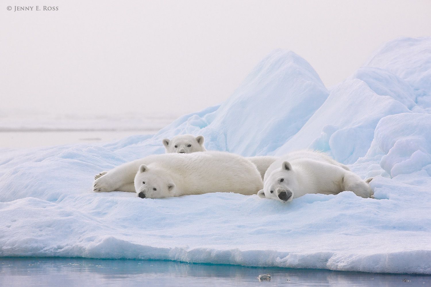 A polar bear mother (on right) and her twin cubs (about 2.5 years old) resting on a floe of sea ice in heavy fog, in the Arctic Ocean north of Svalbard above 81-degrees North.