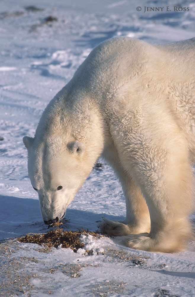 An adult male polar bear nibbles on vegetation while stranded on land and unable to hunt seals due to lack of sea ice.