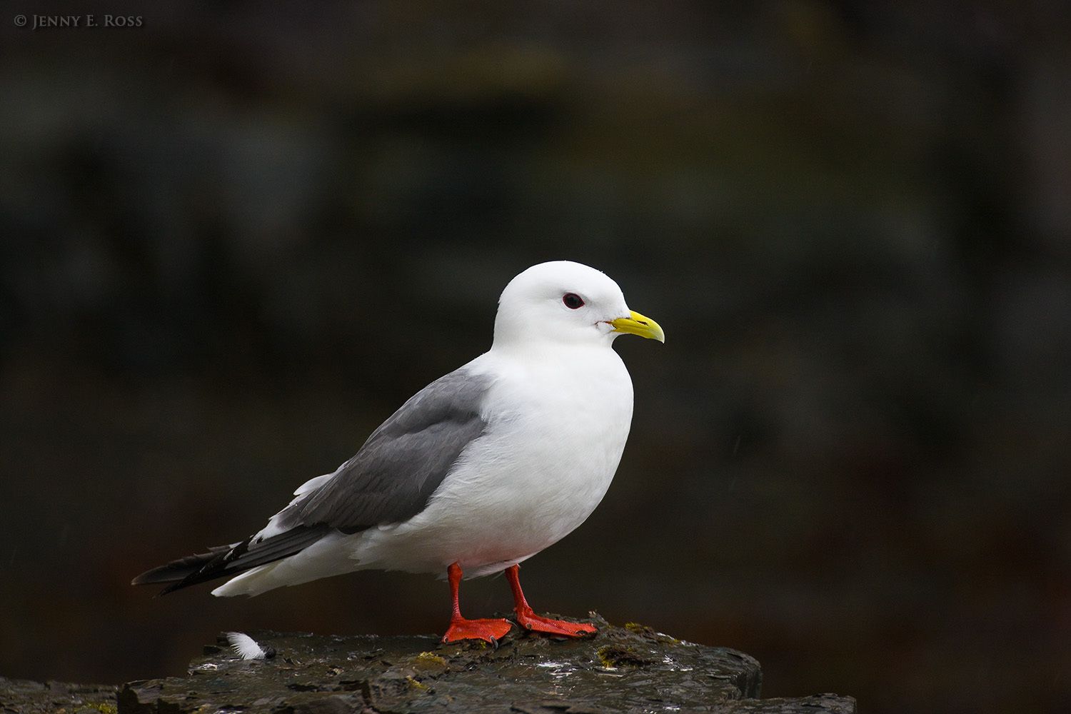 Red-legged Kittiwake, Cape Monati, Bering Island, Commander Islands, Russia.