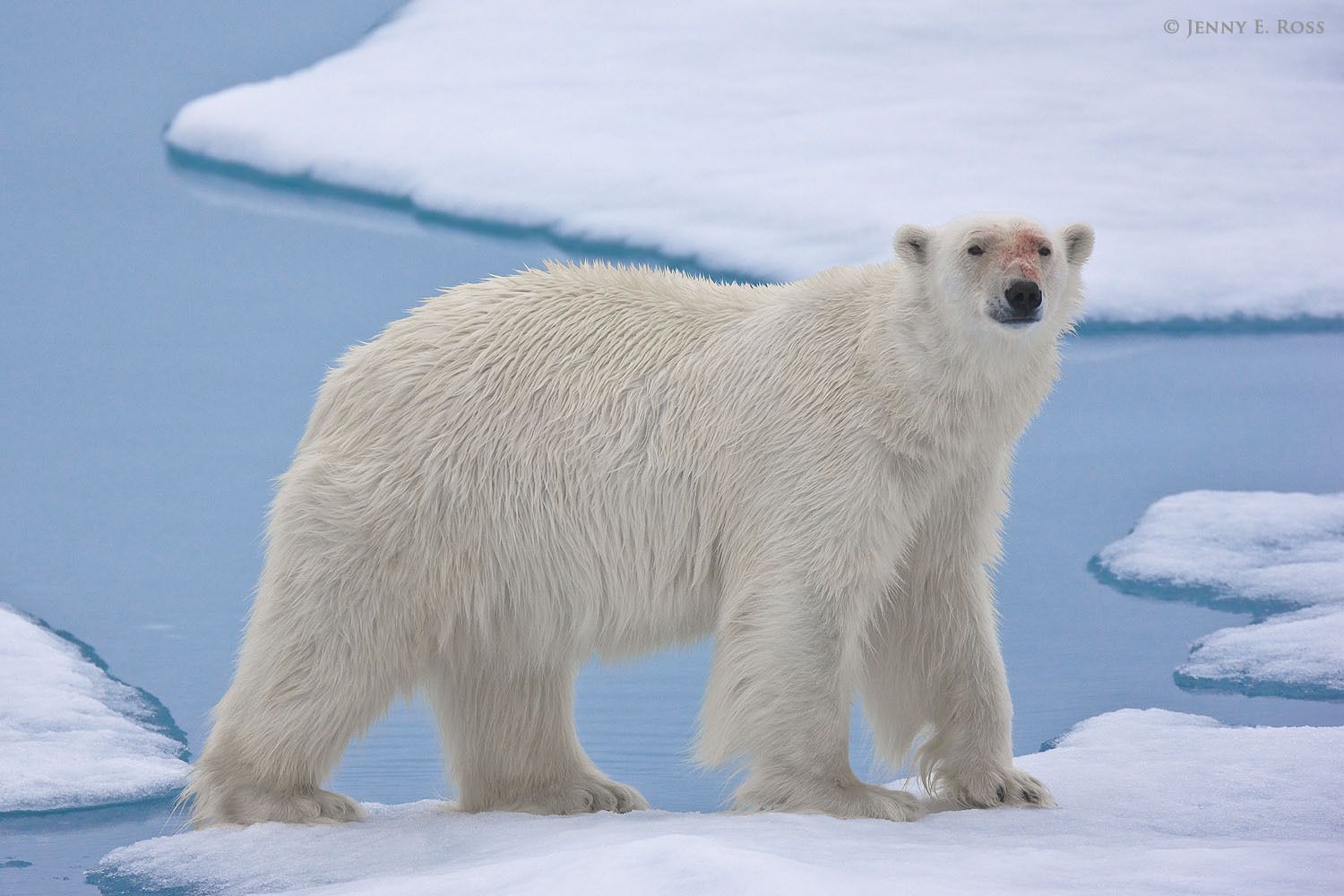 An adult male polar bear (Ursus maritimus) pauses while traveling on melting summer sea ice. The bear has blood on his face from feeding on a seal kill.