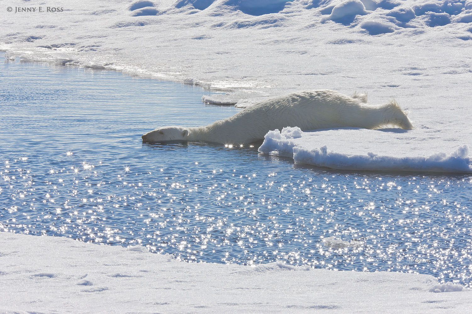 An adult male polar bear (Ursus maritimus) carefully slips into the water without making a splash to begin an aquatic stalk of a basking seal.