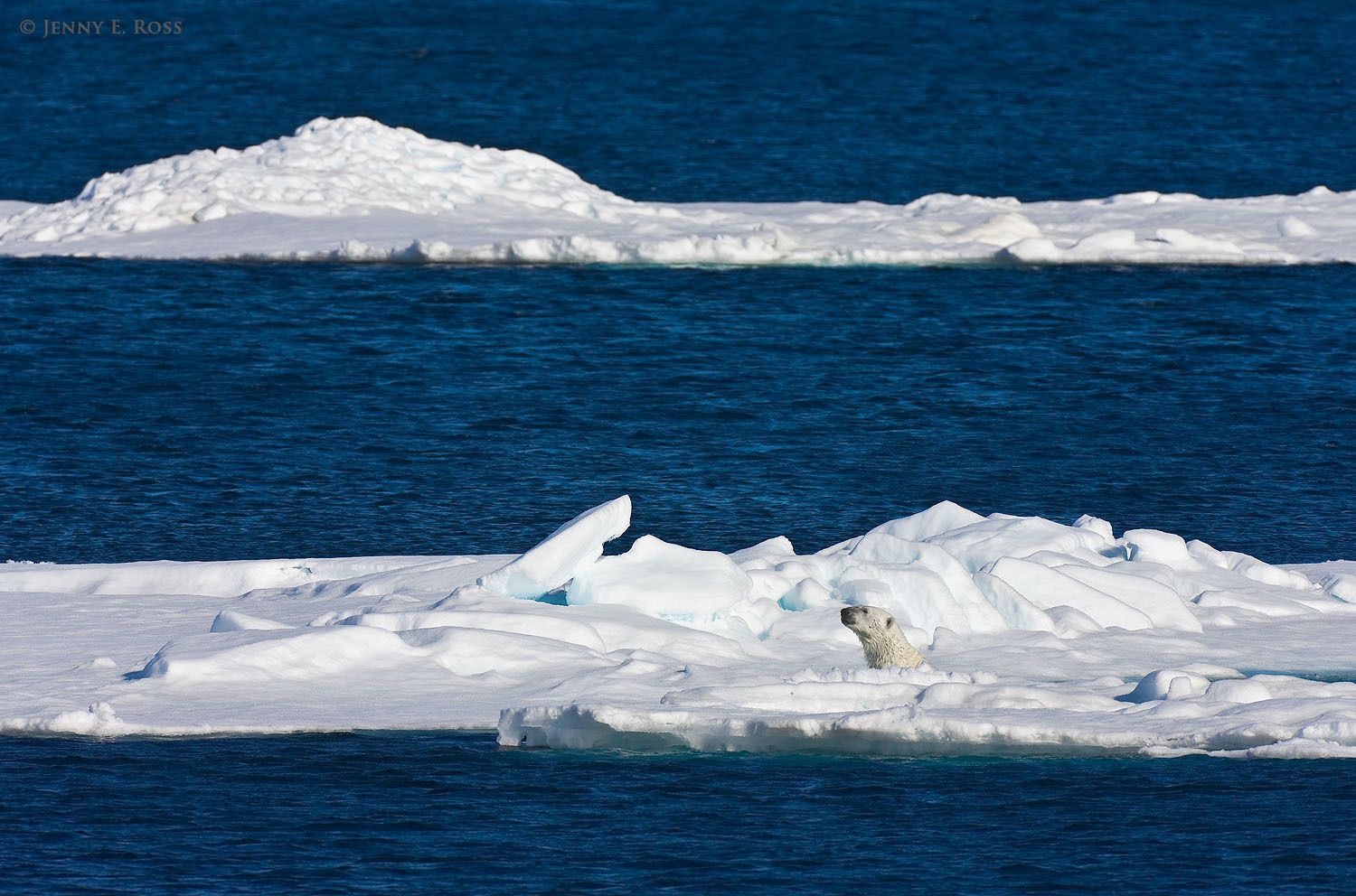 In an area of the Arctic Ocean with very little sea ice, an adult male polar bear (Ursus maritimus) uses scattered floes for camouflage as he attempts to hunt a seal that is resting on the ice in the distance.