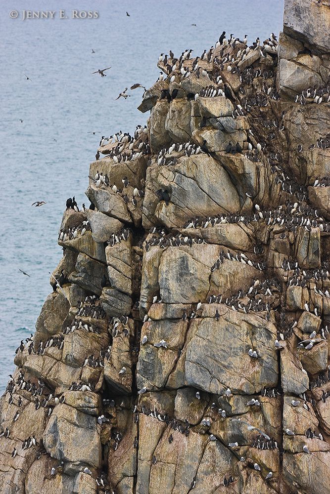 Seabird colony, Kolyuchin Island, Chukchi Sea (Arctic Ocean), Russia.